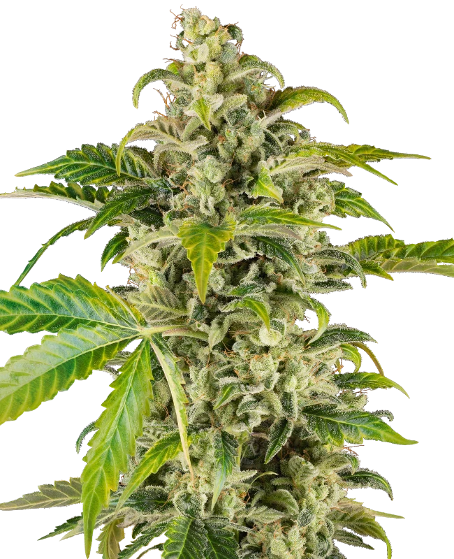 Sweet & Sour Cream Automatic Samen