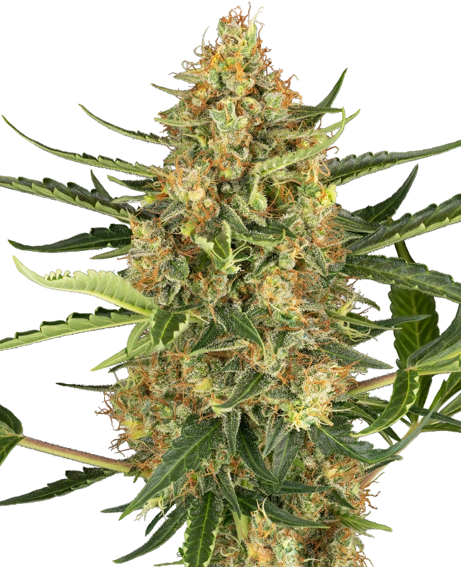 Blueberry Bubblegum Automatic Samen