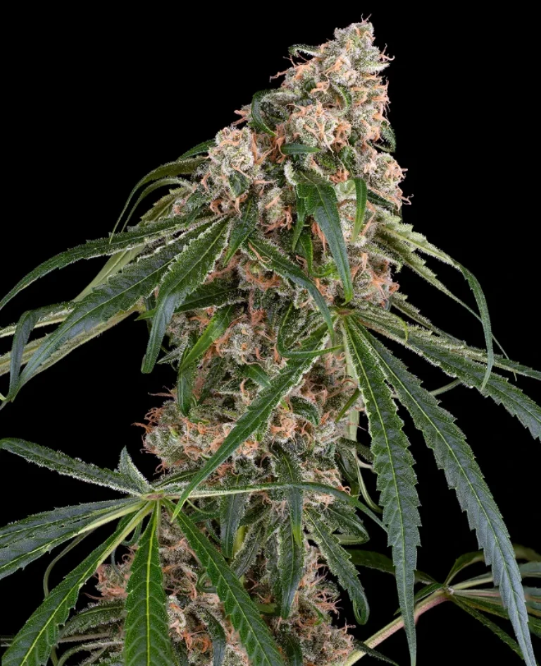 0001308_permanent-marker-automatic-seeds_800