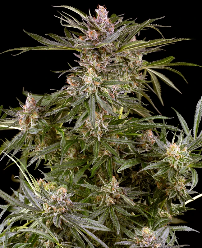 0001312_super-boof-automatic-seeds_800