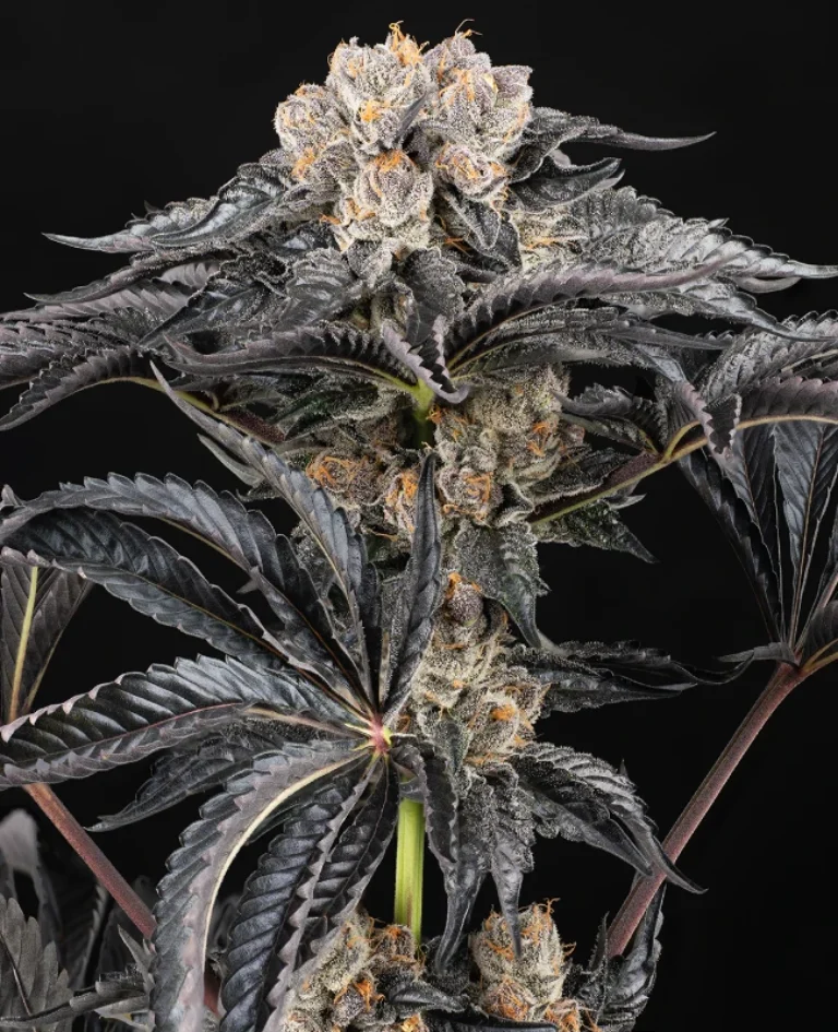 0001314_zoap-automatic-seeds_800