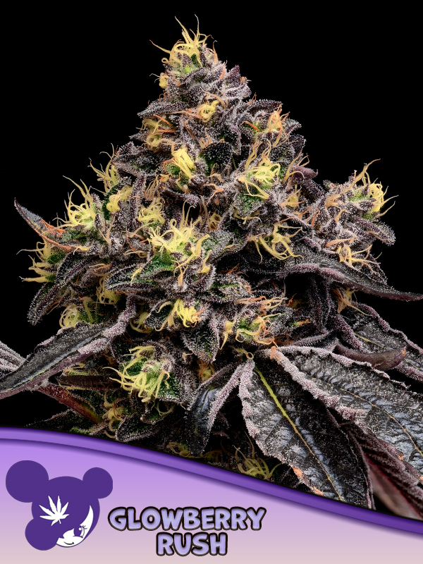 Glowberry-Rush-600x800-1