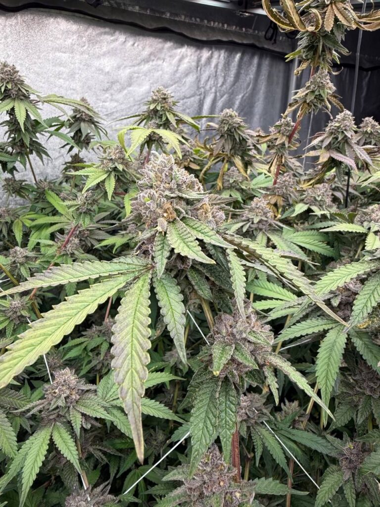 biscotti_gelato1