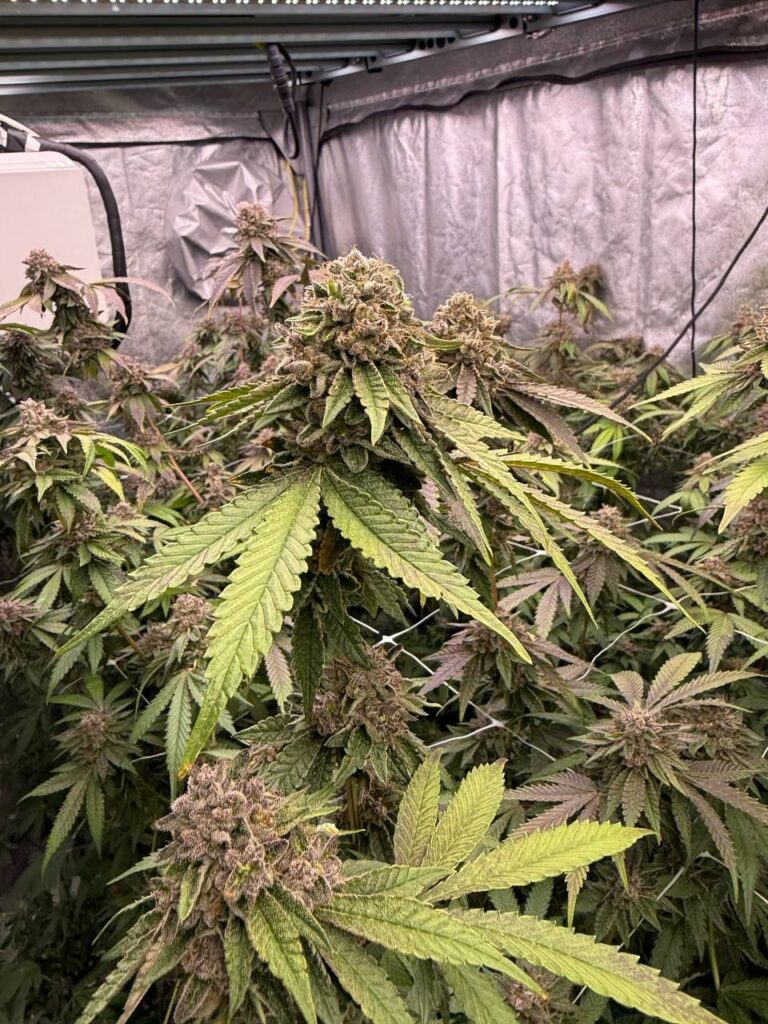 biscotti_gelato2