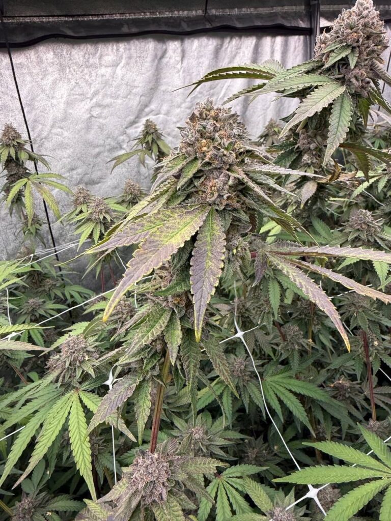 biscotti_gelato3