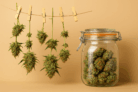 Cannabis richtig trocknen & curen – der große Guide